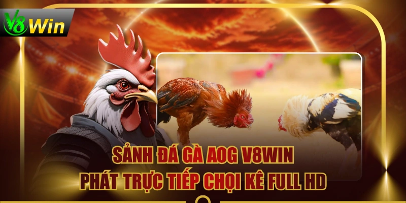Sảnh Đá Gà AOG V8WIN Phát Trực Tiếp Chọi Kê Full HD 2 Sảnh Đá Gà AOG V8WIN Phát Trực Tiếp Chọi Kê Full HD Sảnh Đá Gà AOG V8WIN Phát Trực Tiếp Chọi Kê Full HD